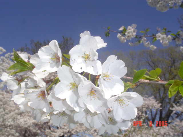 Cherry Blossoms