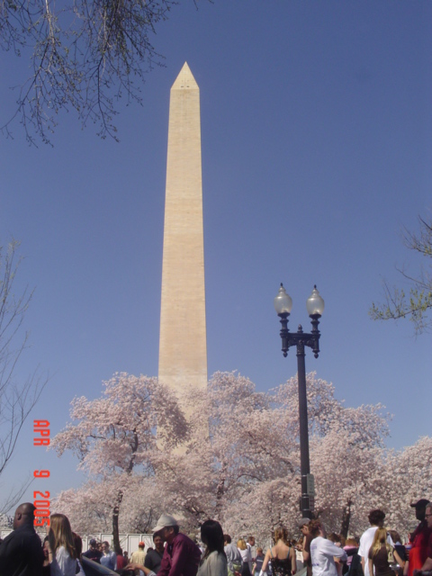 Cherry Blossoms