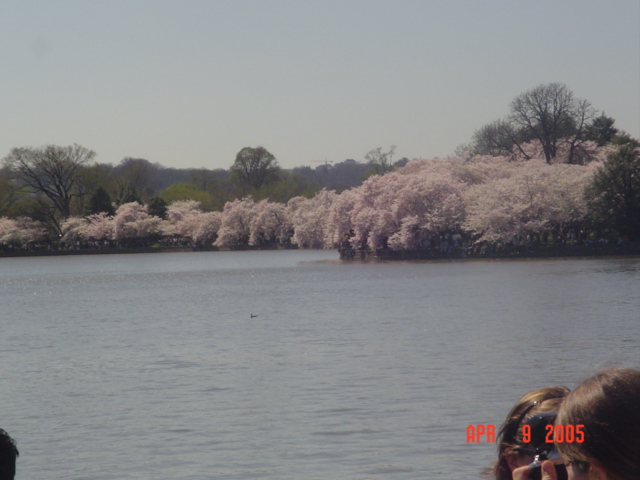 Cherry Blossoms