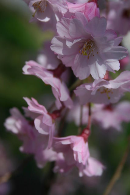 Cherry Blossoms