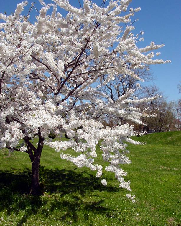 Cherry Trees