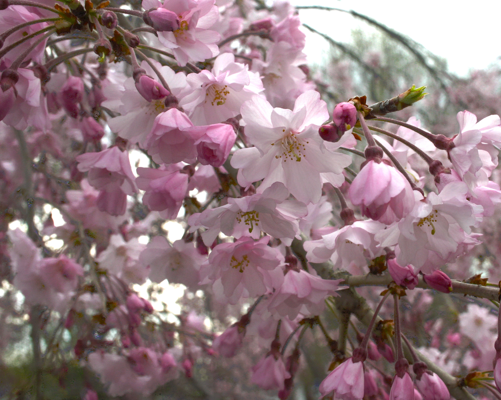 Cherry_Blossoms_2_HDR2