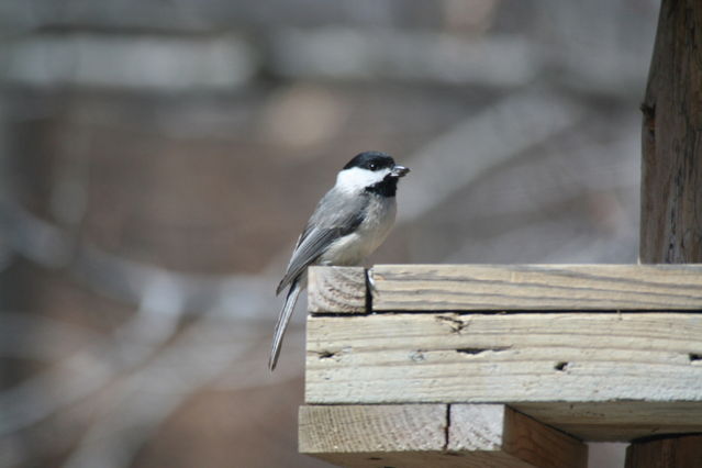 chickadee