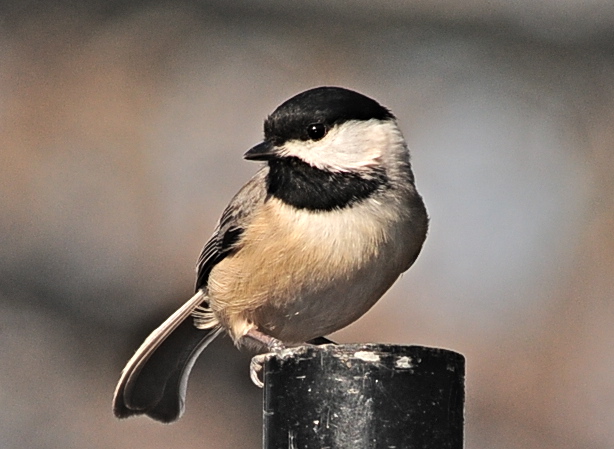 Chickadee