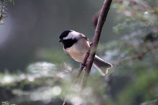 Chickadee