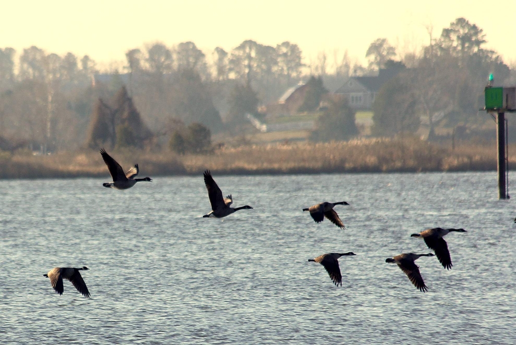 Christmas Eve Visitors to Breton Bay