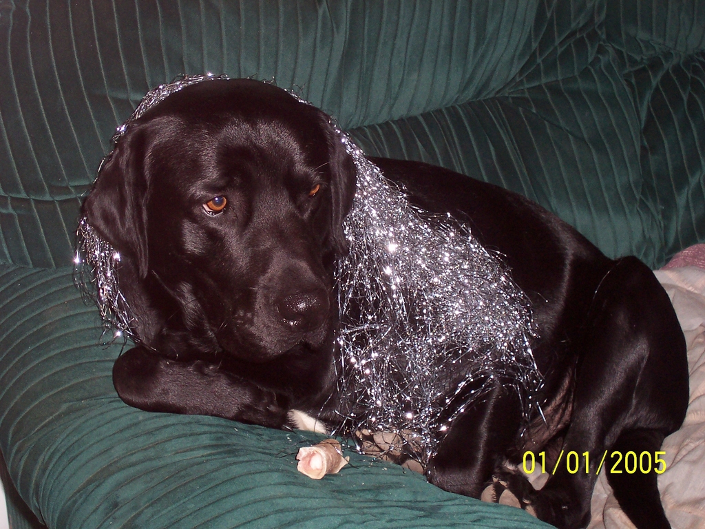 Christmas_2004_Tinsle_dog_1