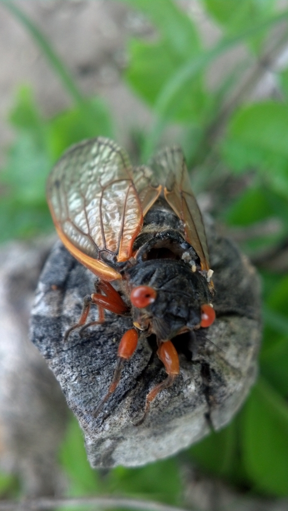 Cicada