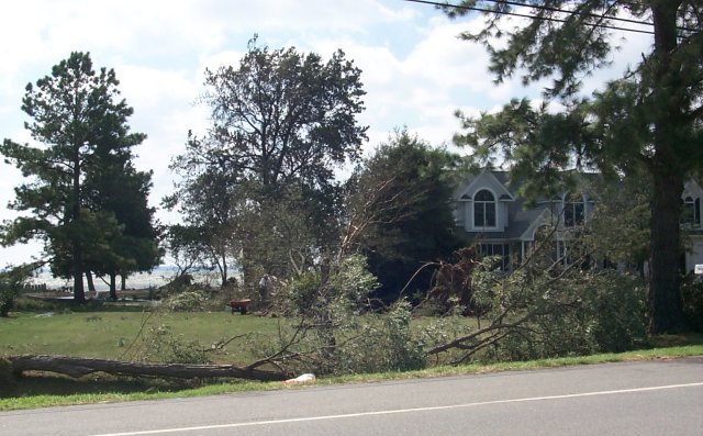 Clearing Debris from Yard