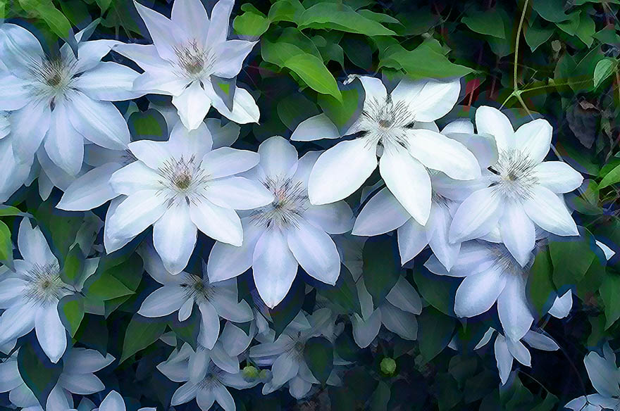 Clematis Henryii