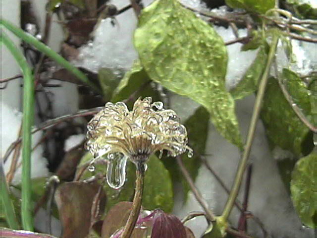 clematis in ice