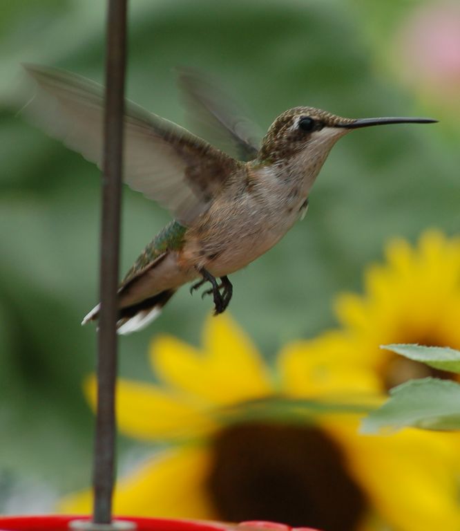 Close_up_Little_birdie