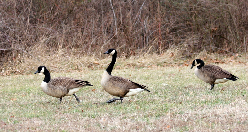 Colonial Farm National Park