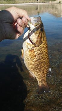 colorado river smallie.jpg