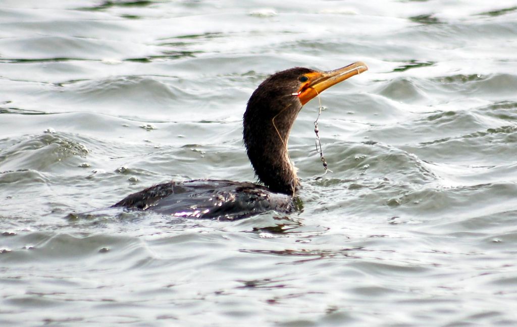 Cormorant has a bad day