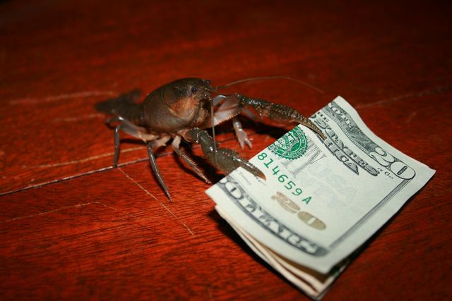 crab_bill