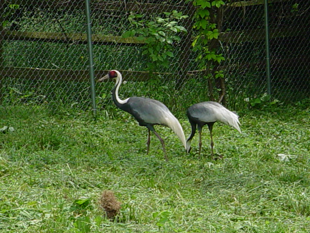 cranes