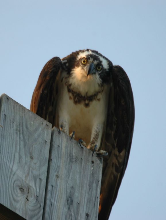 Curiosity Killed the... Osprey?