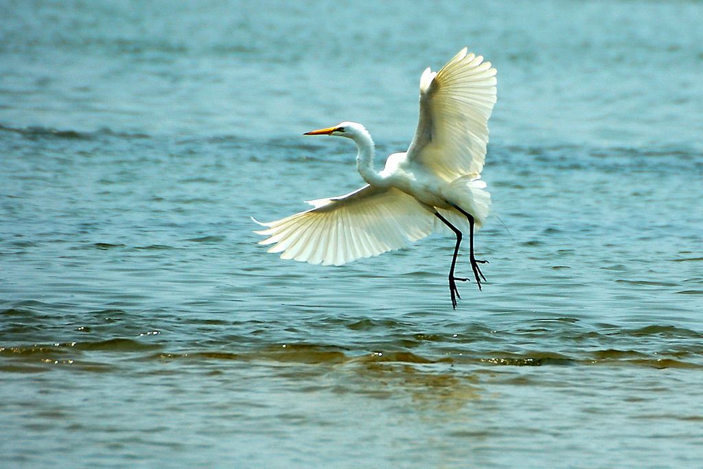 Dance of the Great Egret (enhanced)