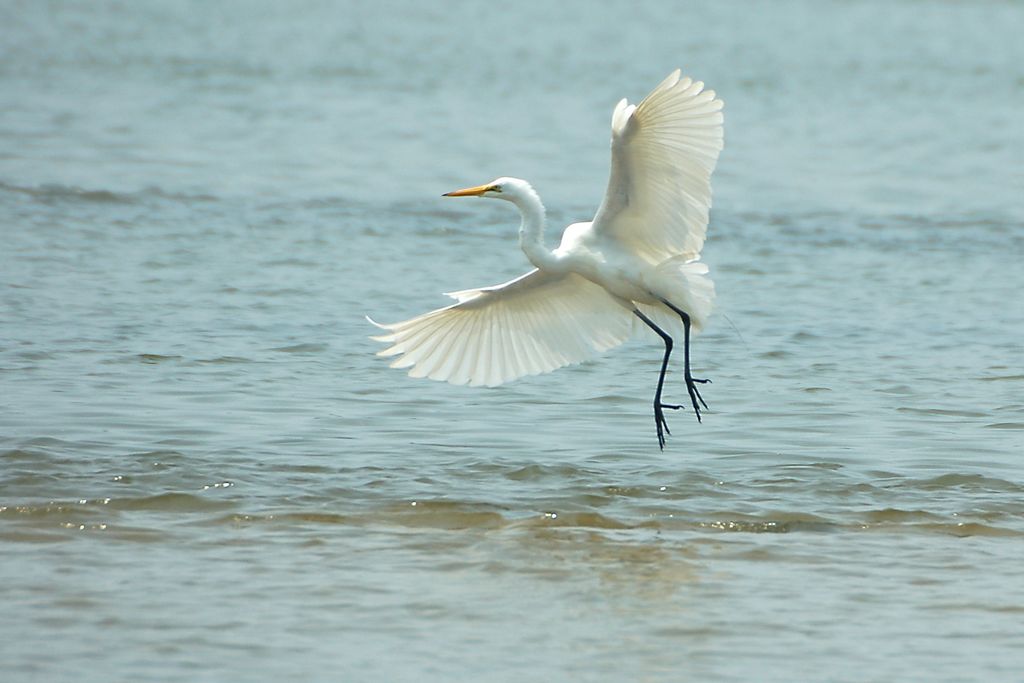 Dance of the Heron