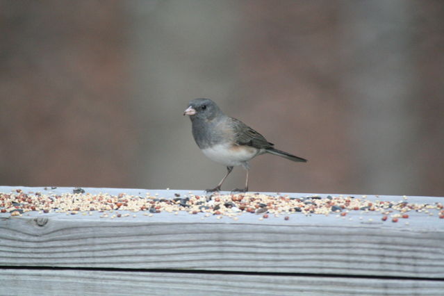 Dark-eyed Junco