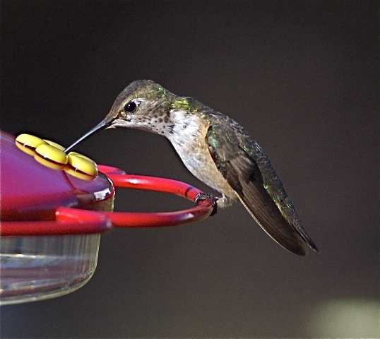 December Hummingbird