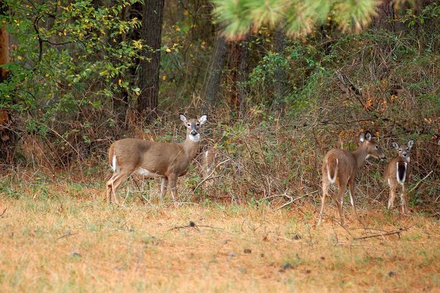 Deer at Point Lookout 3