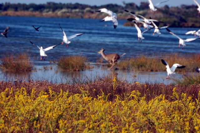 Deer on the sound in NC & scared birds