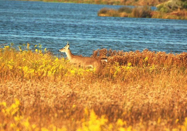 Deer on the sound in NC