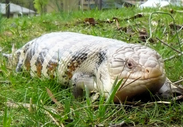 Dinoskink