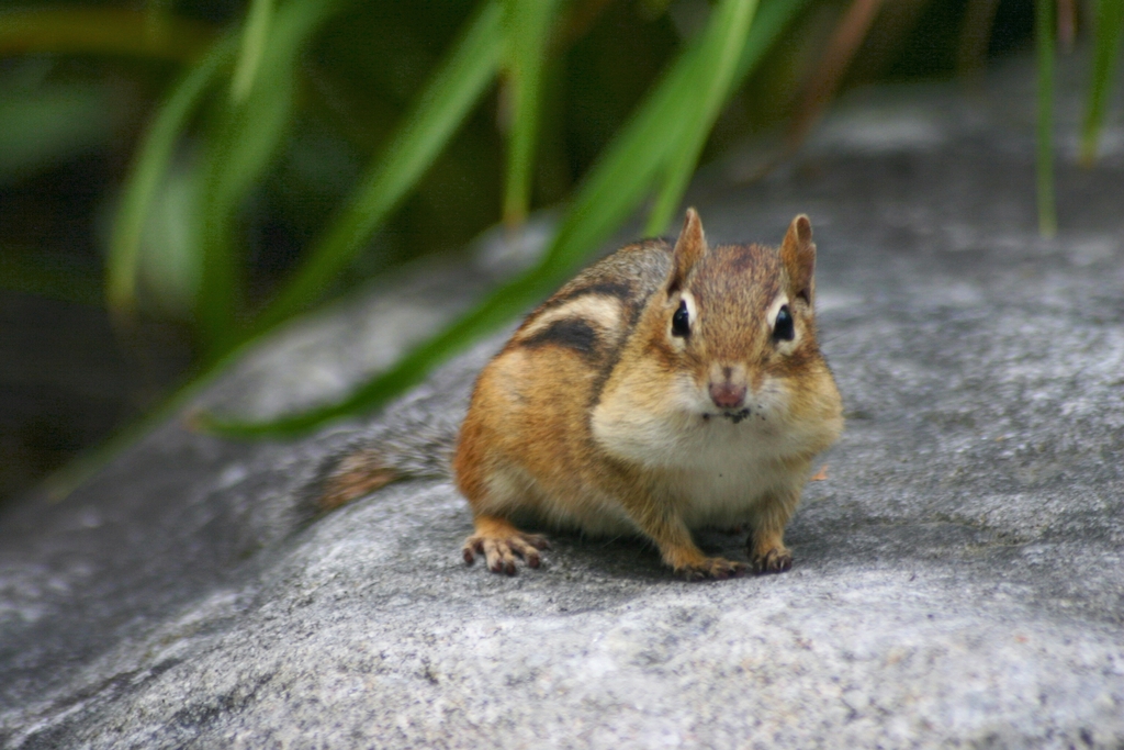 Dirk, The Fourth and Forgotten Chipmunk