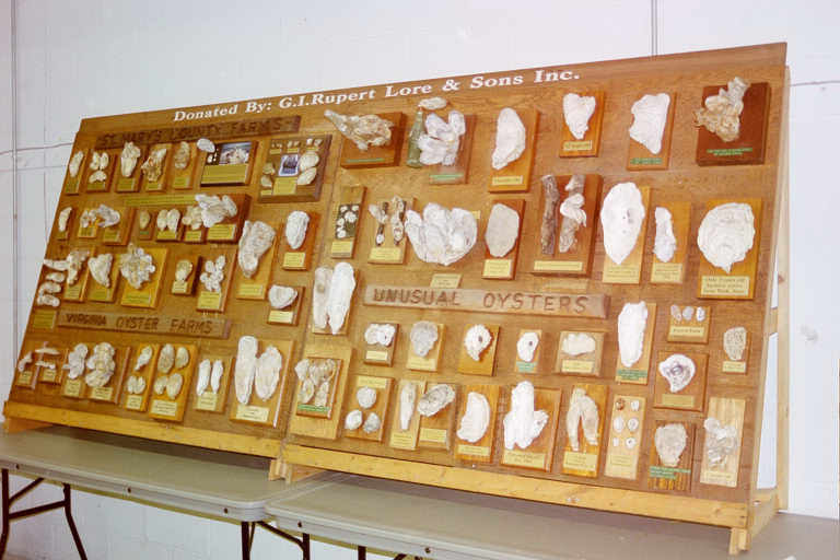 Display board showing different kinds of oysters and shells