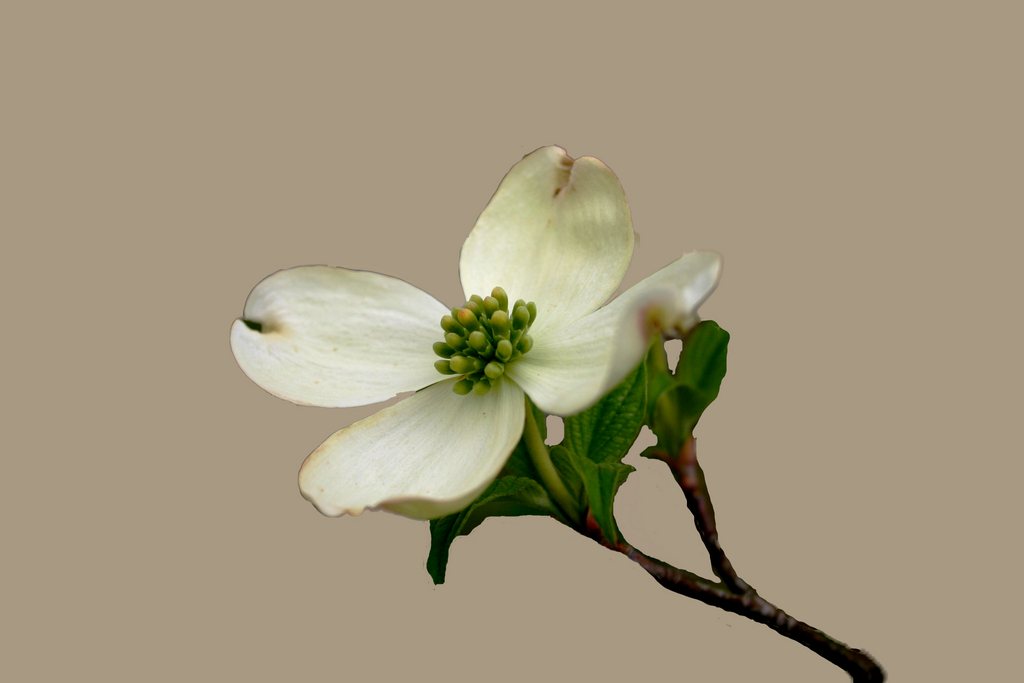 Dogwood