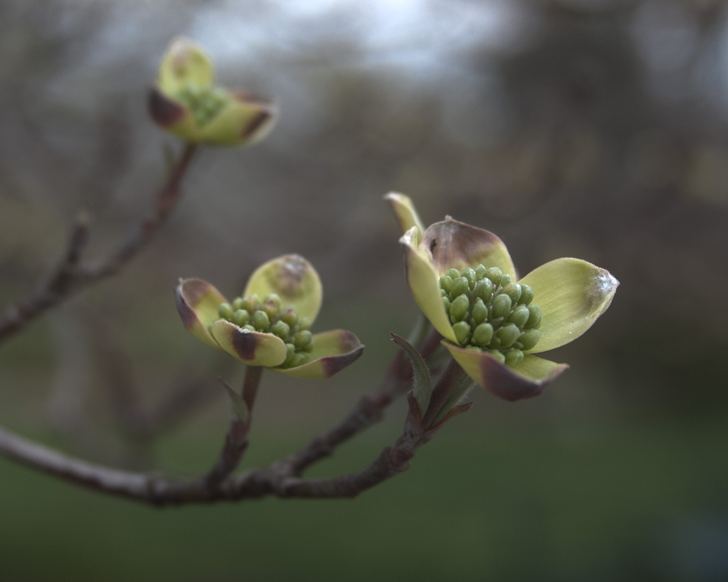 Dogwood_HDR2