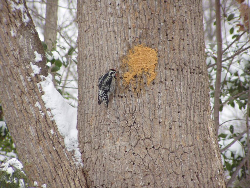 Downey woodpecker eating peanut butter on tree