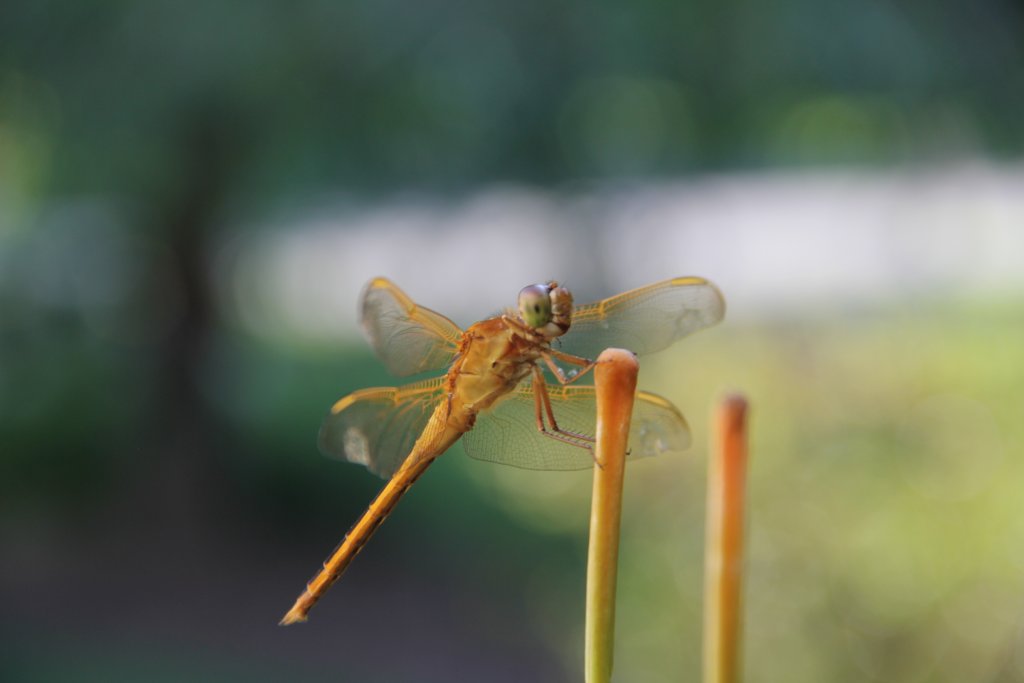 Dragon Fly