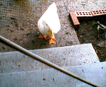 duck trying to come inside