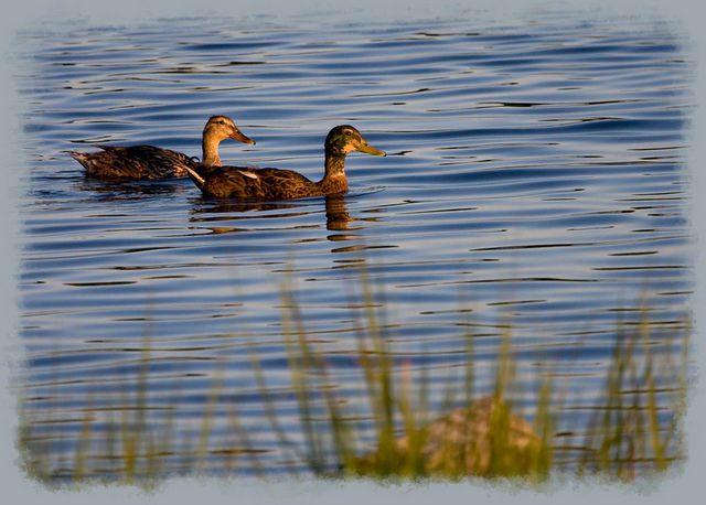 Ducks at Sunset, Solomon's Island