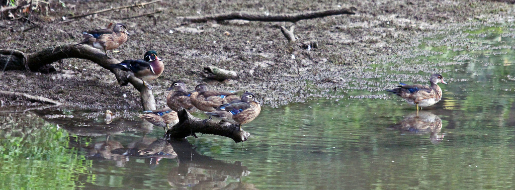 Ducks Roostings