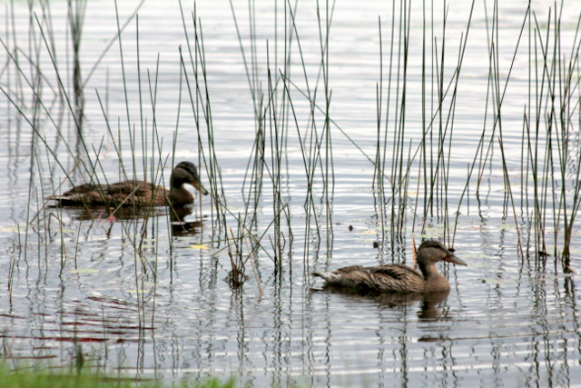 Ducks