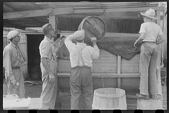 Dumping crabs into cooker. Rock Point, Maryland, 1941 Sept.