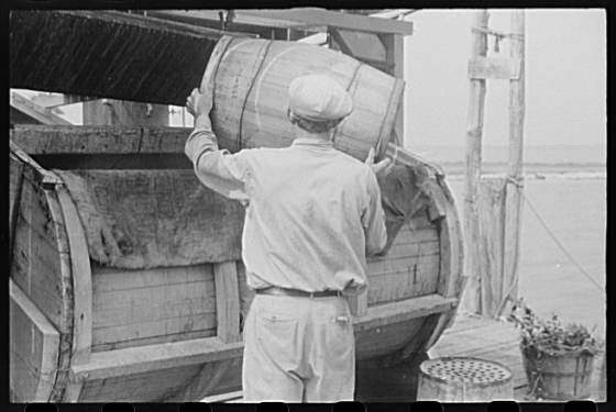 Dumping crabs into cooker. Rock Point, Maryland, 1941