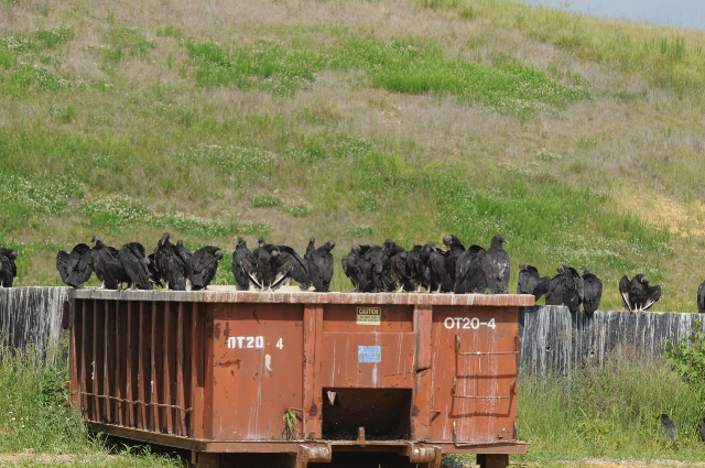 Dumpster Chickens