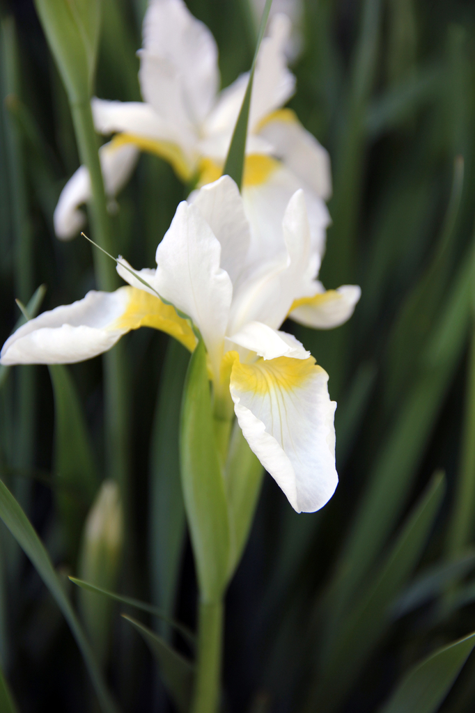 Dutch Iris