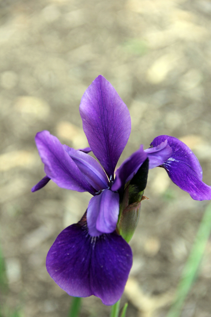 Dutch Iris