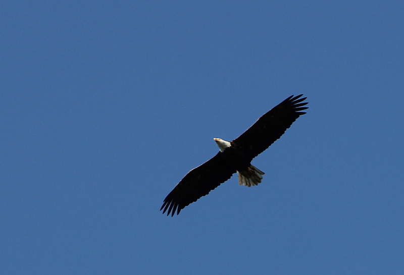 Eagle 3