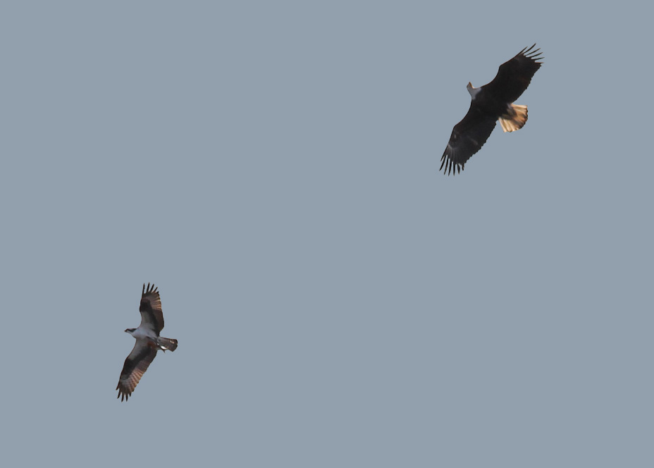 Eagle and Osprey