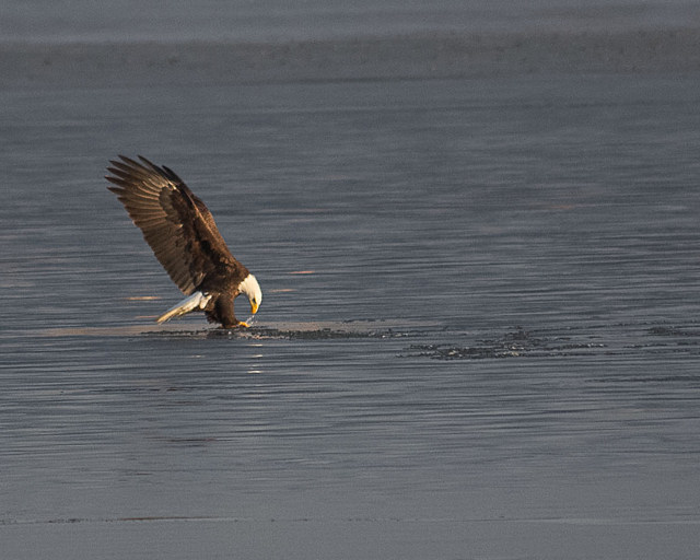 Eagle at Breton Bay