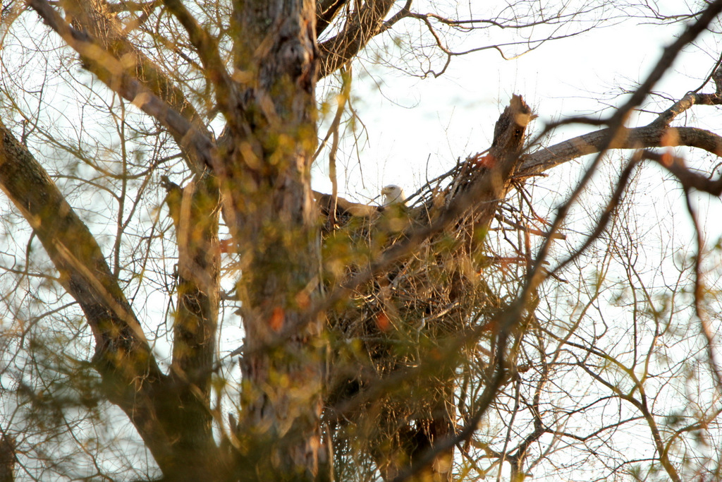 Eagle Nest