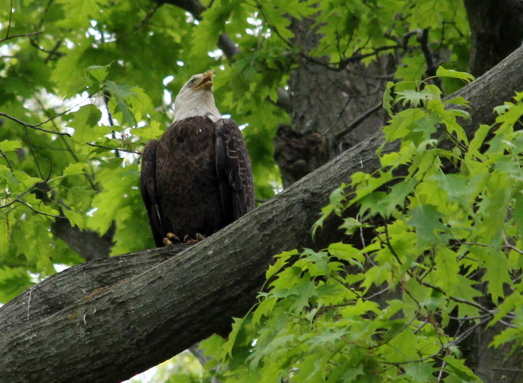 Eagle